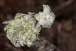 Bighead pygmycudweed